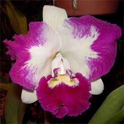Muda de Orquídea Blc Remo Prado Sarbara 48
