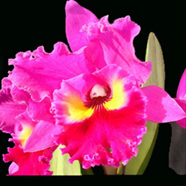 Muda de Orquídea Blc Sunset Color Chart Red Rose 554 - Foto 0