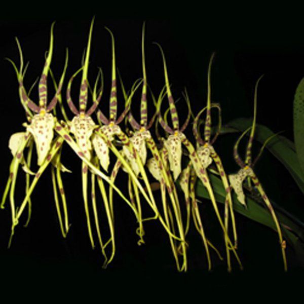 Muda de Orquídea Brassia Eternal Wind Summer Dream CO29-PA