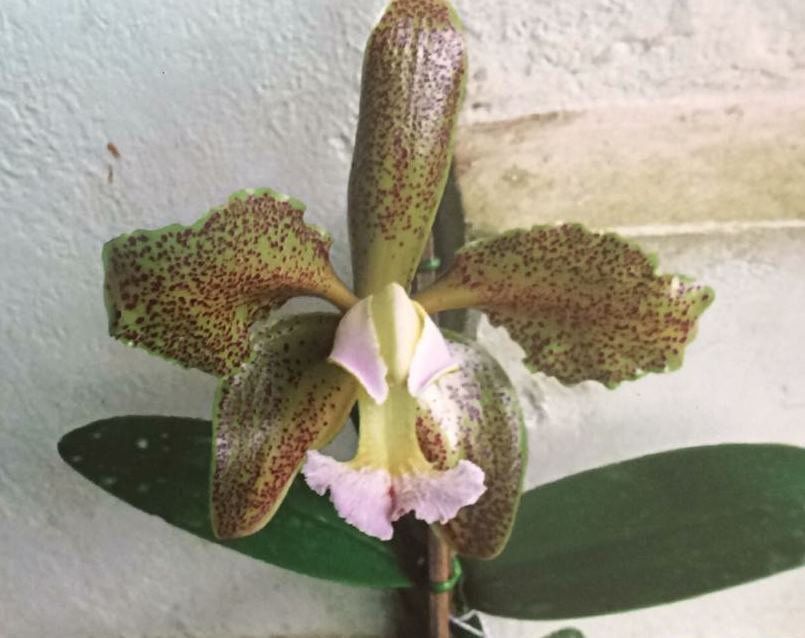 Muda de Orquídea espécie C. Schofieldiana 7067