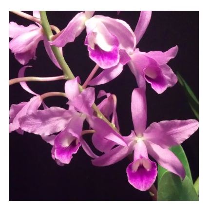 Muda de Orquídea Cattleya Bowringiana ESP040 - Foto 0