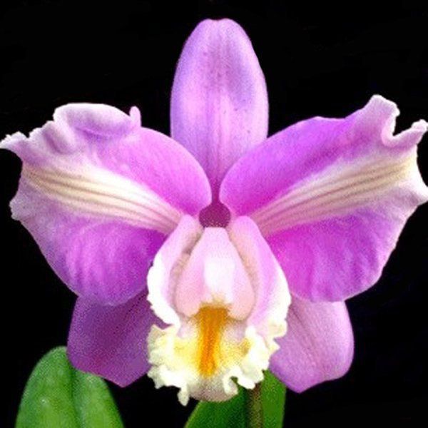 Muda de Orquídea Cattleya harrisoniana trilabelo ESP-053-2 - Foto 0