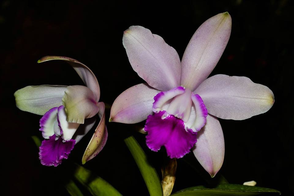 Muda de Orquídea Cattleya Intermedia (vidro figueirinha) x (vinicolor aquini) - Foto 0