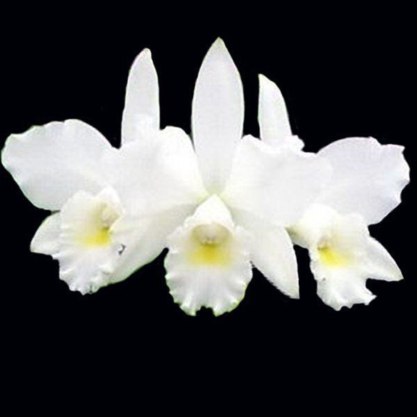 Muda de Orquídea Cattleya Julia White 917-PA