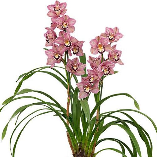 Muda de Orquídea Cymbidium Bed Flor 8377 - Foto 0