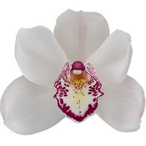 Muda de Orquídea Cymbidium Dawn Flor 8231-1