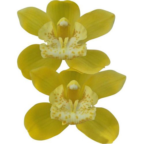 Muda de Orquídea Cymbidium Dolly 11127 - Foto 0