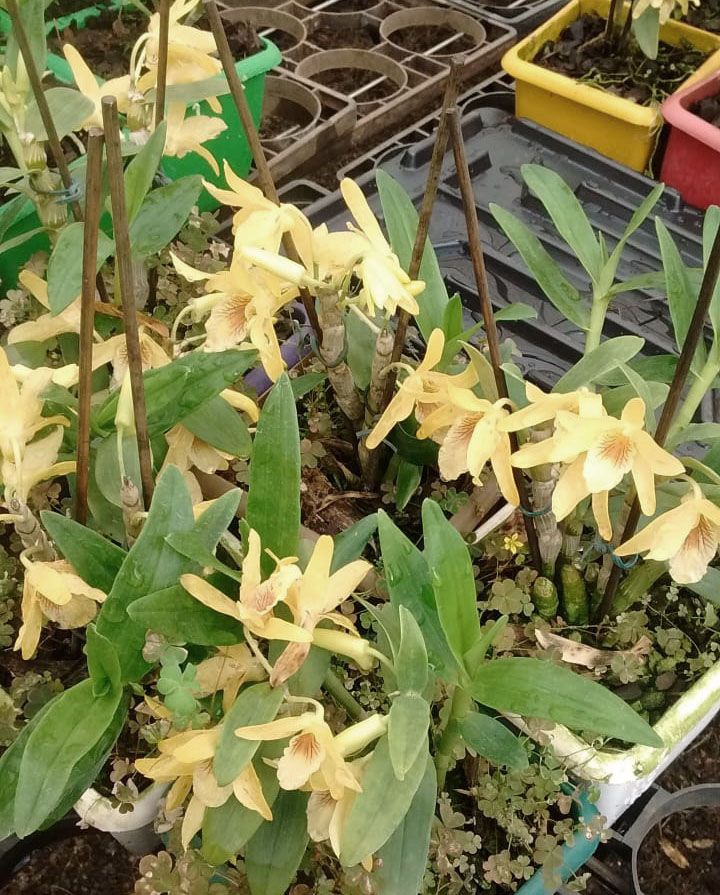 Muda de Orquídea Dendrobium Nobile 15 - DD15 - Foto 2
