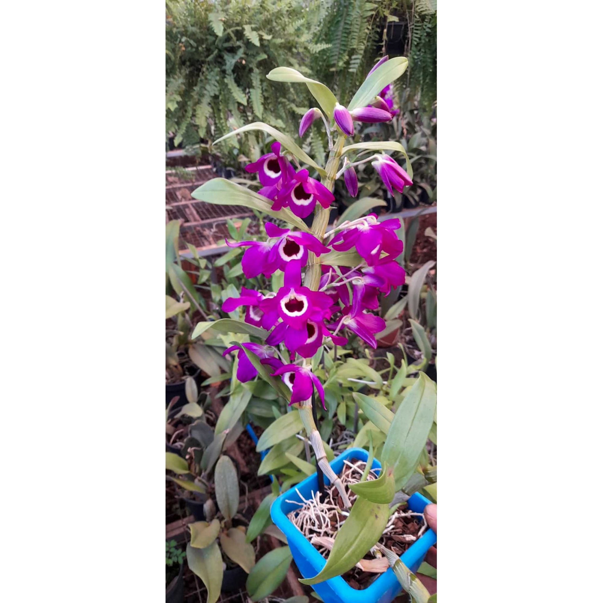 Muda de Orquídea Dendrobium Nobile 2 - DD2 - Foto 1