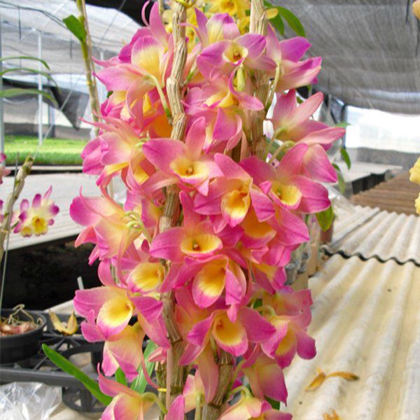 Muda de Orquídea Dendrobium Nobile 94 - DD94 - Foto 0