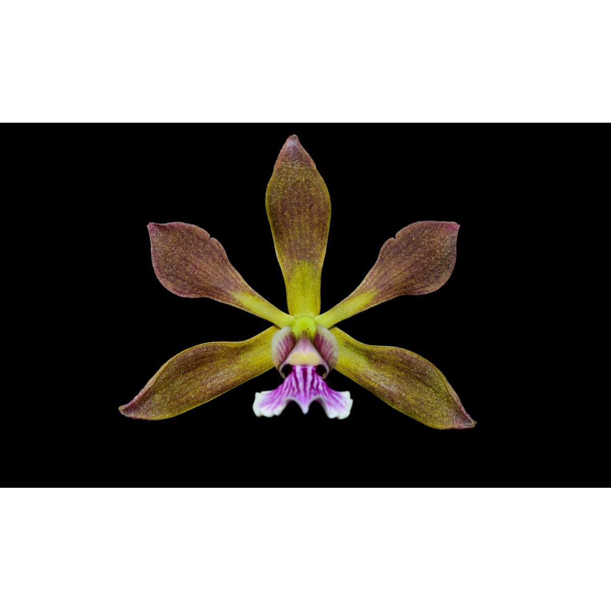Muda de Orquídea Encyclia SP - Foto 0