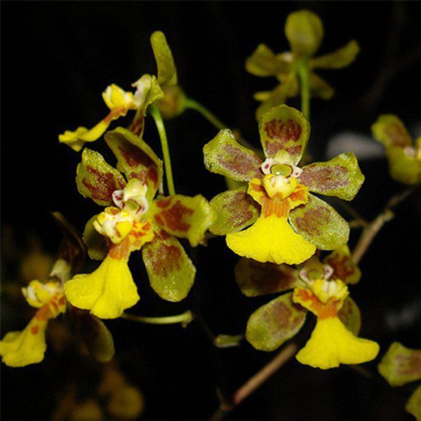 Muda de Orquídea Grandiphyllum harrisonianum ESP-145-2 - Foto 0