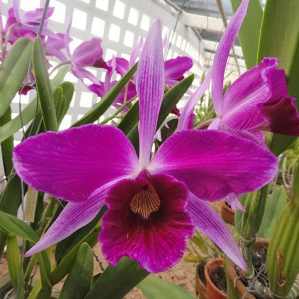 Muda de Orquídea Laelia purpurata (rubra x sanguinea) ESP-164-PA - Foto 0