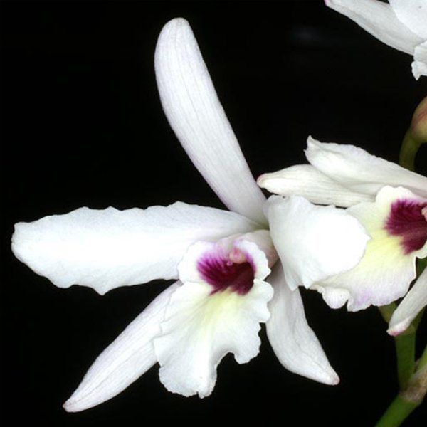 Muda de Orquídea Laelia rubescens Cabelo Branco ESP-173-1 - Foto 0