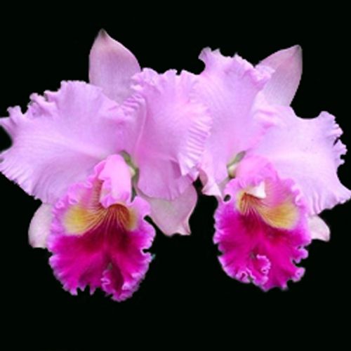 Muda de Orquídea Lc Hawaiian Drumbeat 144