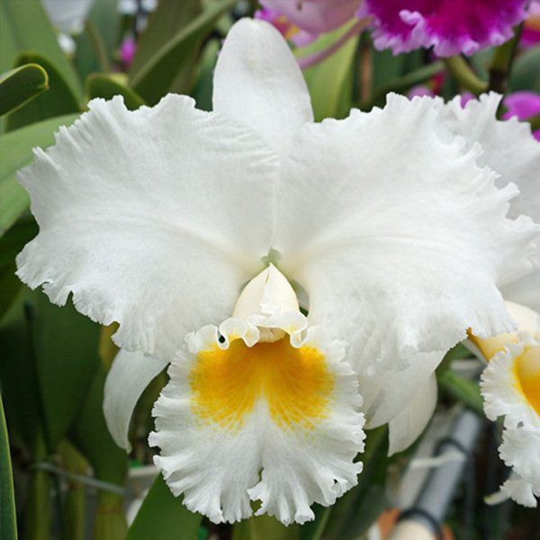 Muda de Orquídea Lc. Oconne Mendenhall x Blc. Genesis Alpha x C. Empress Bells Stephenson 8170-2 - Foto 0