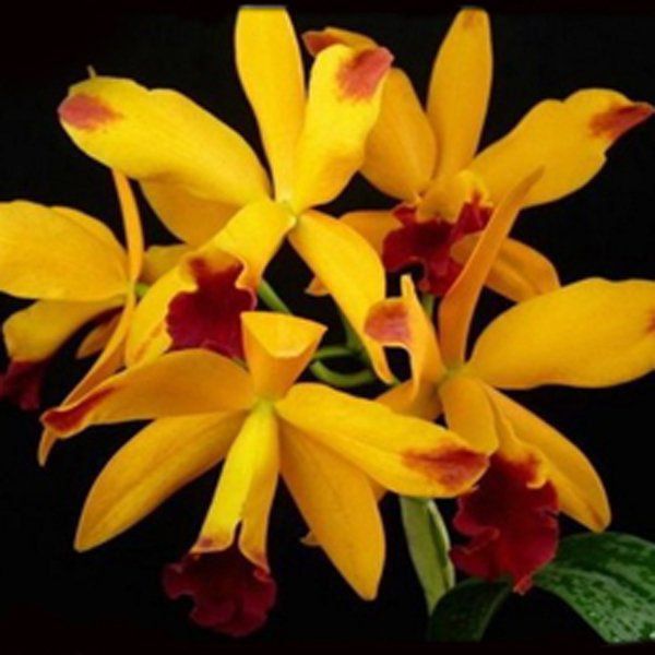 Muda de Orquídea Lc Tropical Trick 3 198 - Foto 0