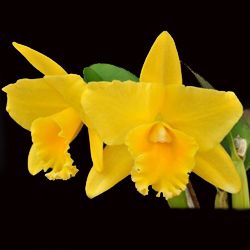 Muda de Orquídea Pot Luna Jaune Celebration 120