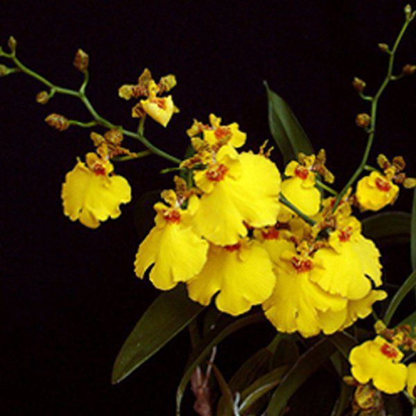 Muda de Orquídea Oncidium Aloha Iwanaga CO06