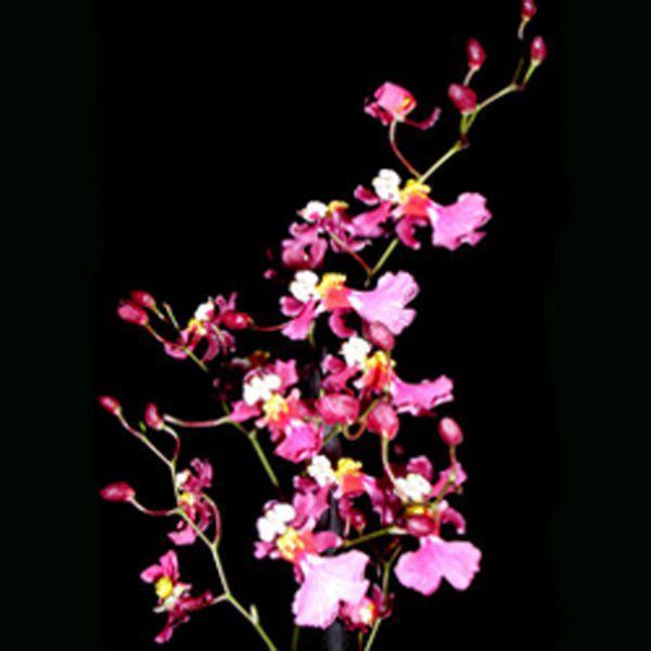 Muda de Orquídea Oncidium Kaiulani CO25-2 - Foto 0