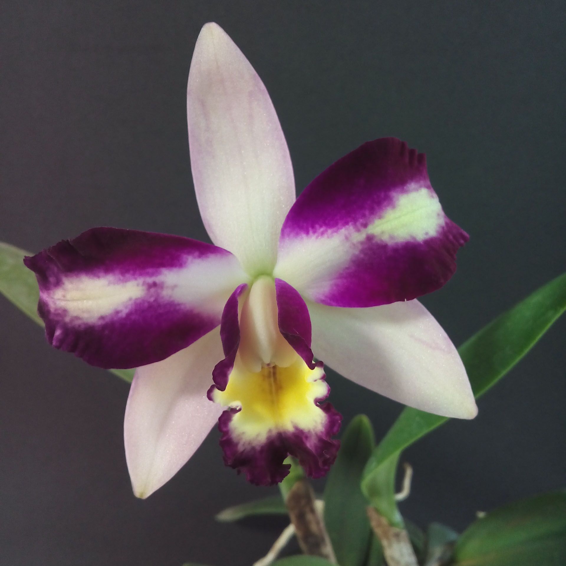 Muda de Orquídea Orquídea Blc Haw Yuan Beauty Hong 453