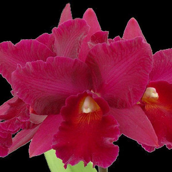 Muda de Orquídea Pot Harng Tay Red Queen 258-PA - Foto 0