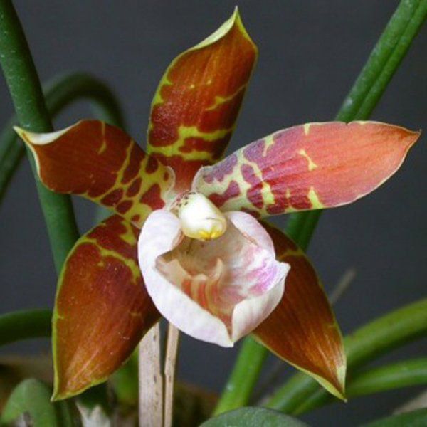 Muda de Orquídea Scuticaria hadwenii ESP-195-1 - Foto 0