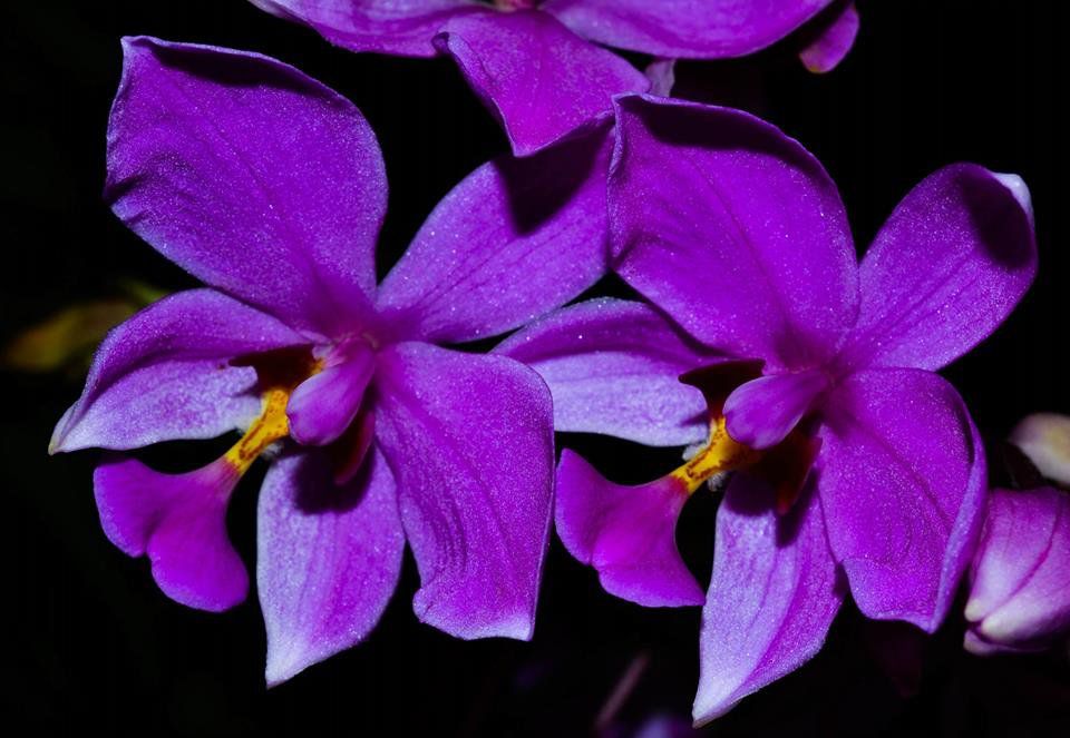 Muda de Orquídea Spatoglotis Plicata - Foto 0