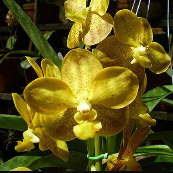 Muda de Orquídea Vanda Kultana Gold x Srivirat Gold VA090-2 - Foto 0