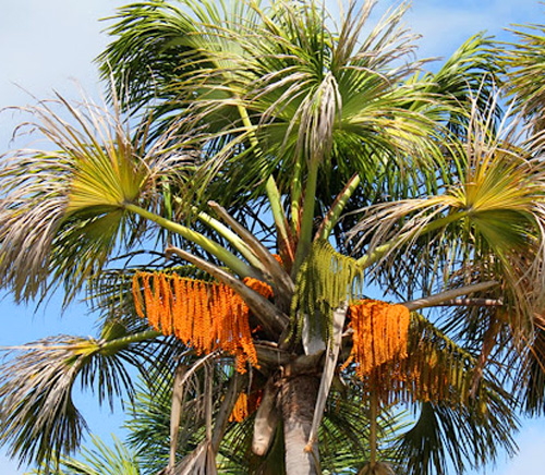 Muda de Palmeira Buriti feita de semente