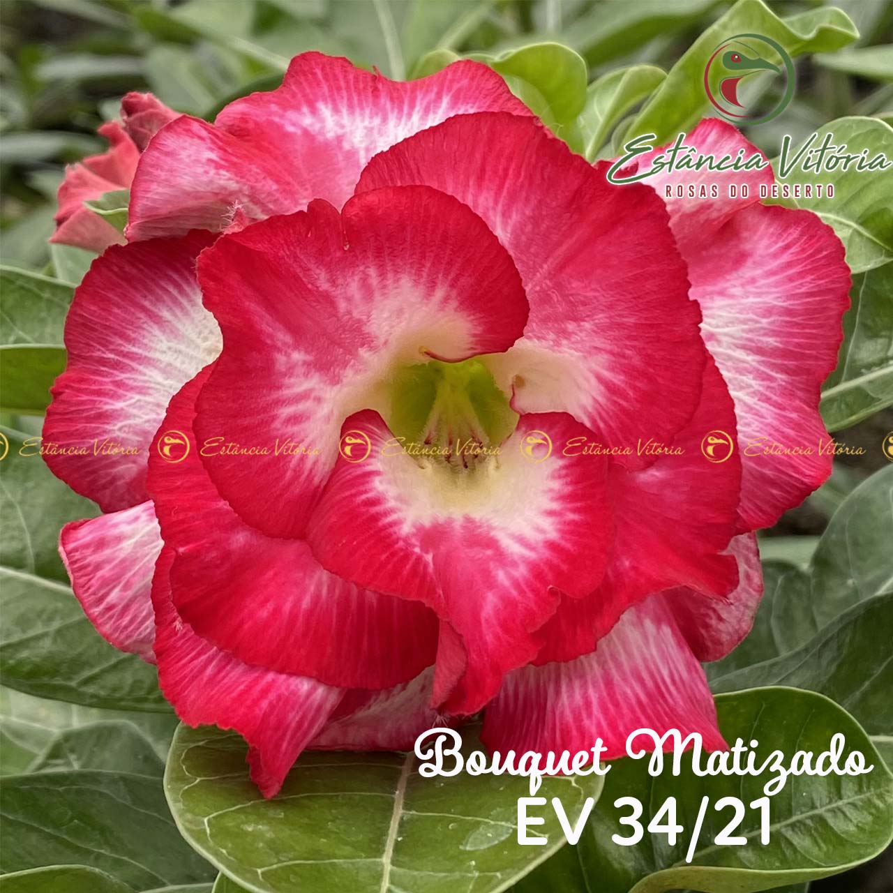 Muda de Rosa do Deserto Bouquet Matizado EV-03421 - Foto 0