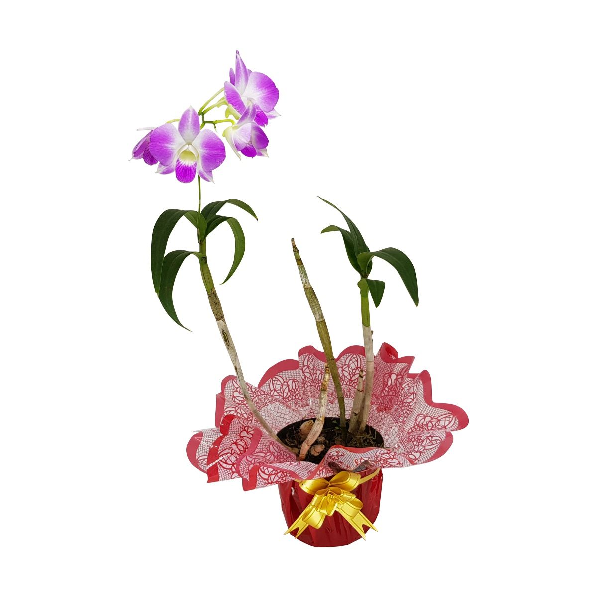 Orquídea Denphal Florida para presente em cores sortidas