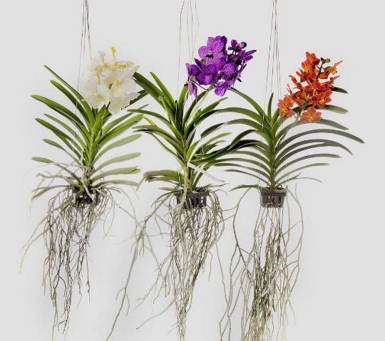 Vaso para orquídeas nº 10 Cesta Vazado Preto 5,5cm x 9,5cm - Foto 1