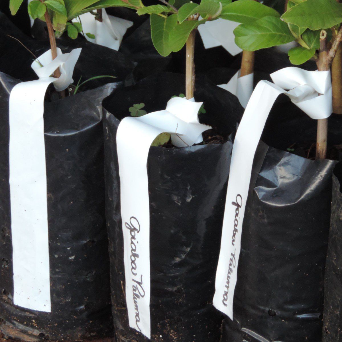 Rolo de Etiquetas em Polietileno Brancas para Identificação de Plantas 500 Eiquetas