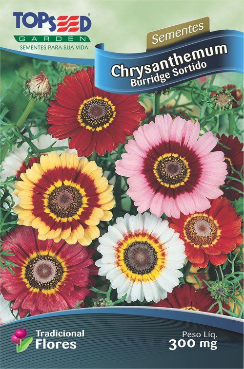 Sementes de Chrysanthemum Burridge Sortidas - Topseed Linha Tradicional Flores - Foto 0