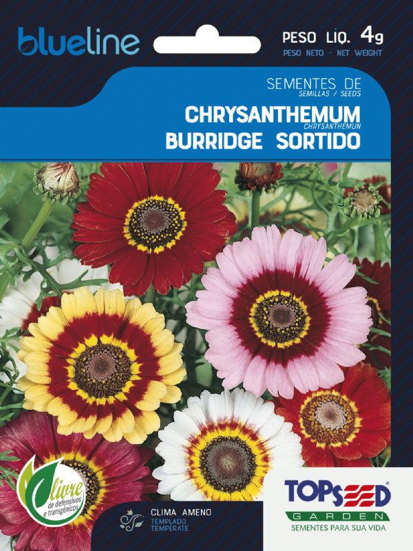 Sementes de Chrysanthemum (Crisântemo) Burridge Sortido 4g - Topseed Blue Line - Foto 0