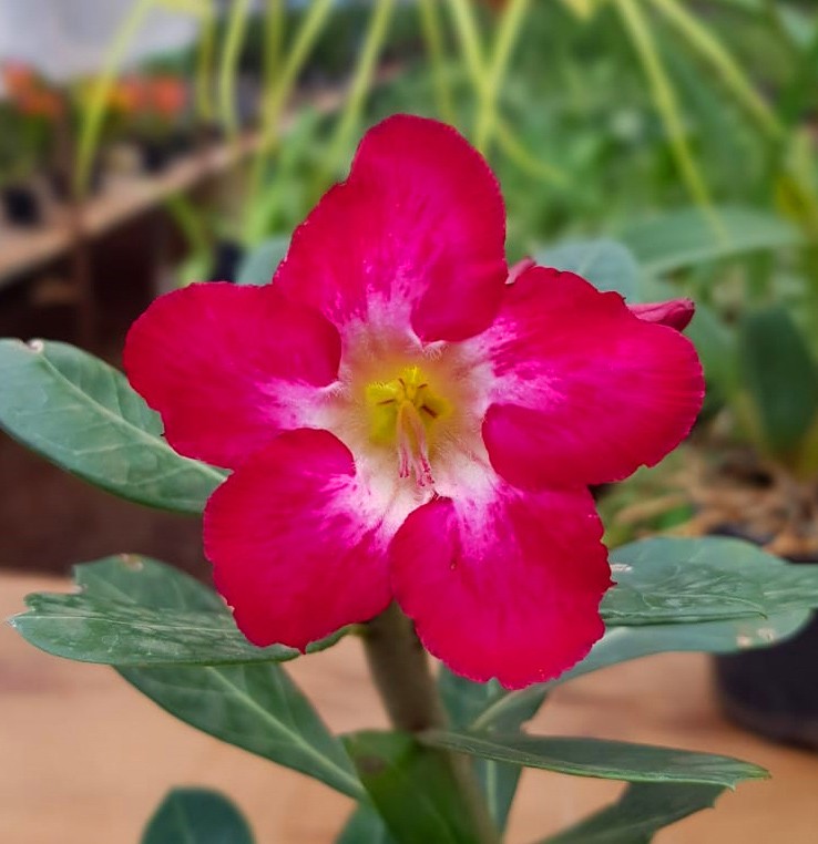 Sementes de Rosa do Deserto Cores Simples e Sortidas pacote com 10 sementes - Foto 1