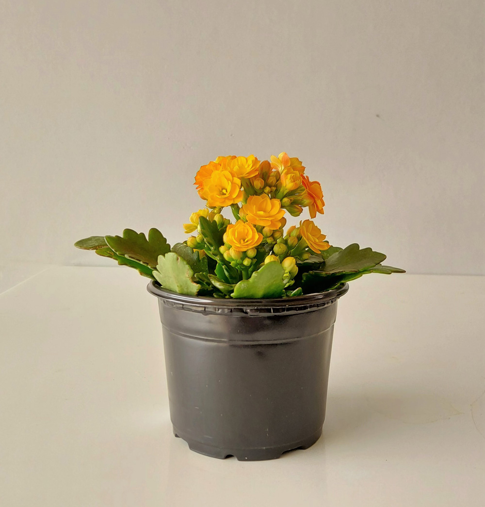 Vaso para Plantas 01 Preto 7,5cm x 10cm - Foto 2