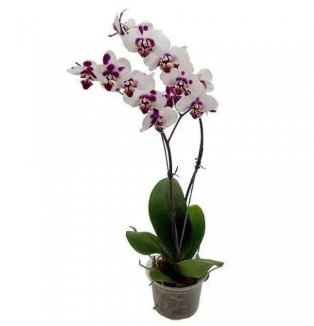 Vaso para Orquídeas nº 15 Ke Incolor Tratado 11cm x 14,5cm - Foto 2