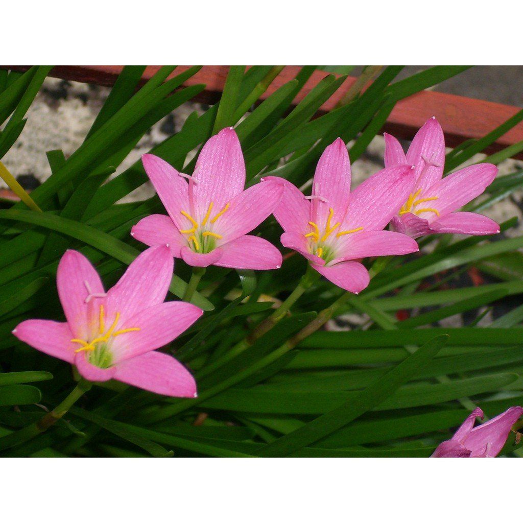 Zephyranthus Robustus Rosa (Lírio do Vento) - cartela com 8 bulbos