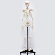 Esqueleto adulto padrão com base móvel