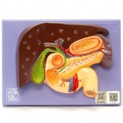 Fígado com vesícula biliar, pâncreas e duodeno