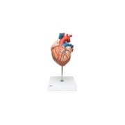Modelo Anatômico de Mini Coração na Base