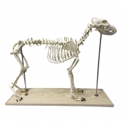 Modelo do esqueleto de um cachorro