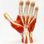 Anatomia da mão em 3 partes