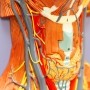 Anatomia do pescoço