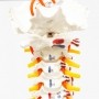 Coluna vertebral com osso do fêmur e inserção muscular pintada