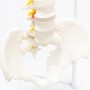 Coluna vertebral flexível em tamanho natural