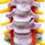 Coluna vertebral pintada super flexível com fêmur