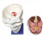 Crânio com sutura, cérebro e vértebra cervical, tamanho natural